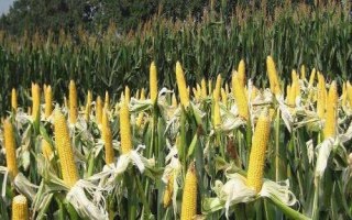 合育58玉米種子介紹，適宜密度為4500株/畝左右