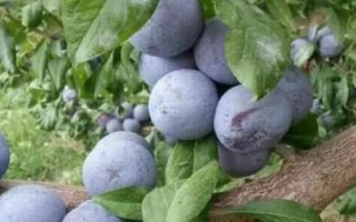 優(yōu)質(zhì)的李子品種，常見的有愛琴李、安哥諾、黑寶石李等