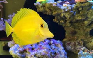 海水魚的飼養(yǎng)方法，每個月?lián)Q一次水