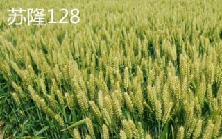 紅麥品種，包括楊麥25、農(nóng)麥88、寧麥22等種類