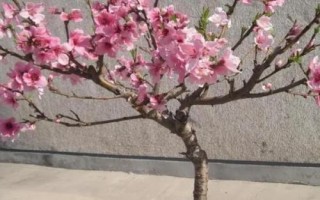 桃樹盆栽的觀賞價(jià)值，可觀賞桃花還可觀賞果實(shí)