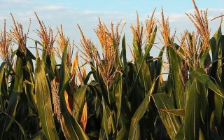 金珠甜脆玉米品種的特性，地溫超過(guò)10℃以上時(shí)可以播種