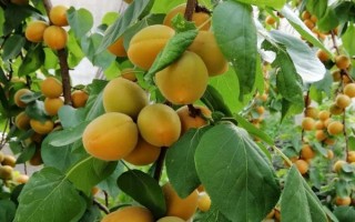 杏樹不結(jié)果的原因，可能是光照不足或水肥不足等導(dǎo)致的