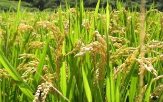 海文486S水稻品種的特性，7月18日播種