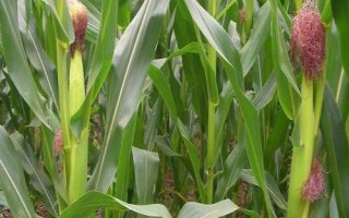 正大637玉米種簡介，春播平均全生育期119.4天