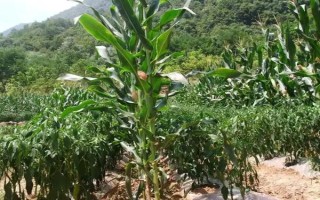 安農(nóng)591玉米種介紹，種植密度為每畝4000株
