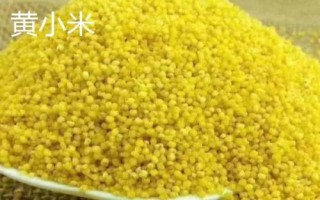 黑小米和黃小米的區(qū)別，二者的顏色明顯不同