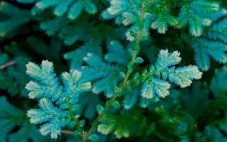 翠云草有沒(méi)有毒，是沒(méi)有任何毒性成分的植物
