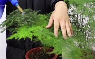 文竹繁殖育苗的方式，可播種也可分株繁殖