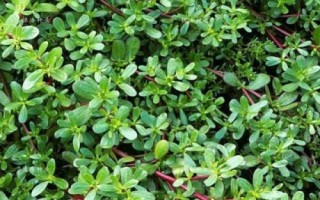火爆野菜種植項(xiàng)目，香椿和薺菜等品種比較受市場(chǎng)歡迎