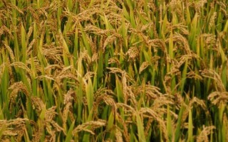 楚優(yōu)1588水稻品種的特性，全生育期126.7天