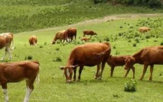 適合黑龍江養(yǎng)殖的肉牛品種，可選擇魯西黃牛、西門塔爾牛、利木贊牛等品種