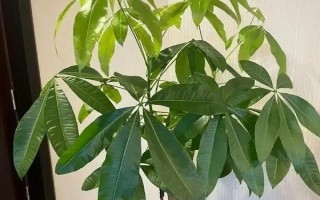 耐陰的室內(nèi)花卉常見(jiàn)種類(lèi)，常見(jiàn)的有綠蘿、君子蘭等