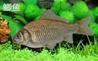 9號伊豆魚鉤的體型，鉤身長度接近13毫米