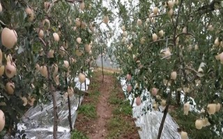 在蘋果樹下鋪設(shè)銀色地膜有什么作用，可反射太陽輻射、提高地溫