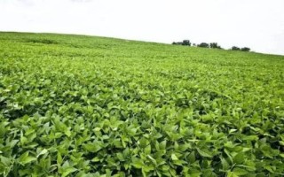 我國大豆主產區(qū)，春大豆區(qū)以北方三省為主