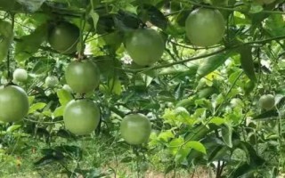 百香果為什么施生物有機(jī)肥，能增加土壤中的有益菌且抑制有害菌