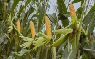 A2053玉米品種的特性，種植密度不宜過大
