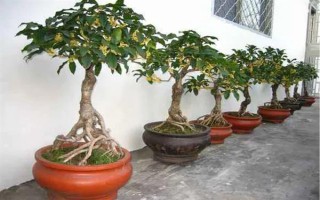 養(yǎng)殖桂花樹的方法，春秋季節(jié)每隔3-4天澆一次水