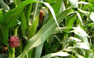 航甜8號(hào)玉米品種簡(jiǎn)介，注意防澇抗旱及病蟲防治