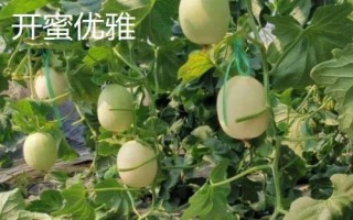 厚皮甜瓜品種，這幾個品種的瓜肉厚度達(dá)到4厘米