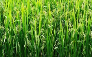 內(nèi)香優(yōu)1025水稻品種簡(jiǎn)介，該品種基部葉鞘綠色