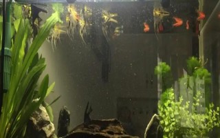 怎么才能讓魚(yú)缸里的死水變成活水，最好安裝一個(gè)過(guò)濾器