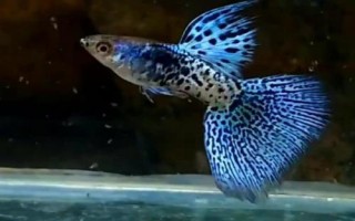 孔雀魚如何保持不退化，一般情況下不會退化