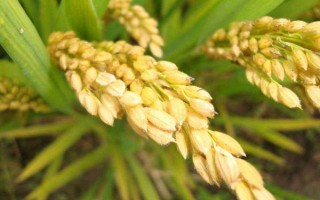 深兩優(yōu)870水稻品種簡(jiǎn)介，晚造平均全生育期117天