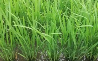旗1優(yōu)386水稻種子簡(jiǎn)介，適時(shí)防治各種病蟲害
