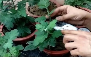 怎么養(yǎng)白晶菊，每隔7-10天左右澆水一次