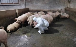 豬圓環(huán)病毒用什么藥治療，可選擇氟苯尼考、丁胺卡那霉素等藥物