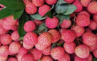 仙進(jìn)奉荔枝品種簡(jiǎn)介，生長(zhǎng)周期為90天