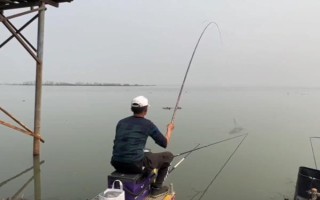 臺釣鯽魚子線要多長，根據(jù)魚情、季節(jié)、釣法等決定