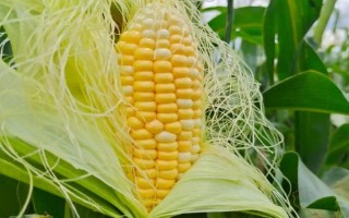 南泥灣18玉米種子特點，生育期春季平均106天