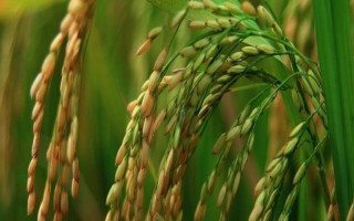 順優(yōu)656水稻品種簡介，湘北6月20日左右播種
