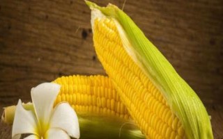 金香甜糯228玉米種子特征特性，每畝施15～20公斤尿素