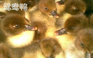 優(yōu)質鴨苗品種介紹，品種眾多各有特點