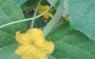 黃瓜開花不結(jié)果的原因，可能是留瓜多或施肥不當(dāng)?shù)葘?dǎo)致的