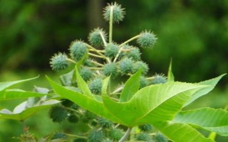種100畝蓖麻能賺多少，收益為20-50萬不等