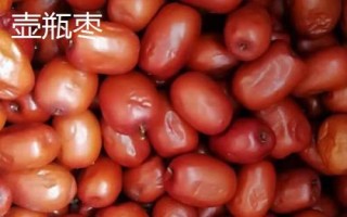 黑棗的產(chǎn)地，產(chǎn)于河北、山西、陜西等省份