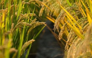 創(chuàng)兩優(yōu)絲苗水稻種子特征特性，每畝基本苗10左右