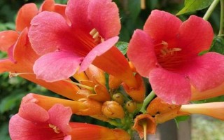 東北的凌霄花如何在室外越冬，需控制澆水量并做好防寒措施