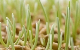 小麥種子的發(fā)芽過程，一開始會(huì)吸脹