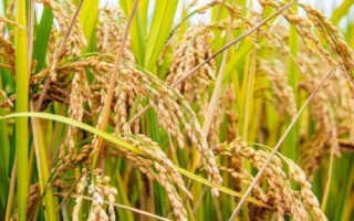 秀玉88水稻種子特點(diǎn)，秈型常規(guī)水稻品種