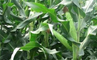 景陽336玉米品種的特性，4月中上旬播種