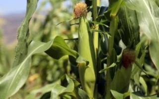 德育豐999玉米品種簡介，中抗穗腐病