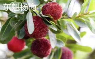 品質(zhì)較好的楊梅樹苗品種，荸薺楊梅為我國著名良種
