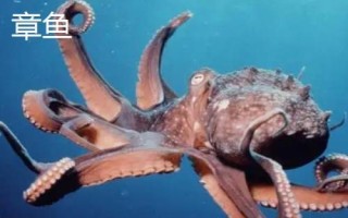 望潮和章魚(yú)的區(qū)別，種類(lèi)和分布均不同