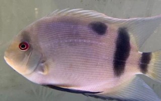 黑云魚(yú)的養(yǎng)殖方法，水溫盡量不要低于25℃